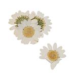 Pressed Ivory Chrysanthemum Flowers, 20-30mm (4pcs)