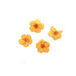 Pressed Orange Plum Blossom Flowers, 5-8mm (4pcs)