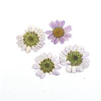 Pressed Light Purple Chrysanthemum Flowers, 20-30mm (4pcs)