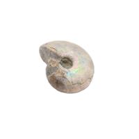 Silver Opalised Ammonite, 30-40mm