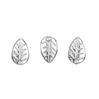 Silver Plated Leaf Charms, Approx 12mm (3pk)