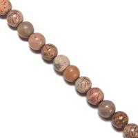 80cts Chinese Picture Jasper Plain Rounds Approx 6mm,38cm Strand