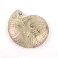 Ammonite Fossil Approx 15 cm, min. 800gm