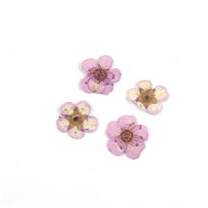 Pressed Light Purple Plum Blossom Flowers, 5-8mm (4pcs)