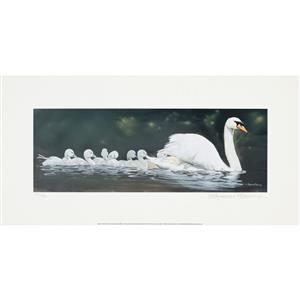 Swans Limited Edition, Signed & Numbered by Pollyanna Pickering