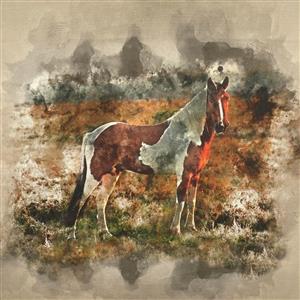 Wild Horse Canvas Art Panel Approx (0.47m x 0.47m)