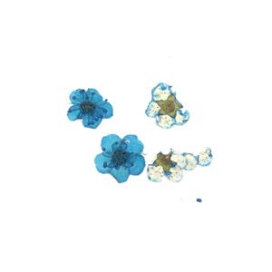 Pressed Navy Plum Blossom Flowers, 5-8mm (4pcs)