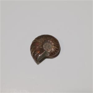 Bronze Iridescent Ammonite, 30-40mm
