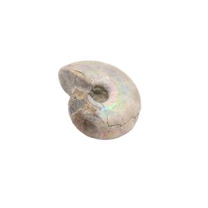 Silver Opalised Ammonite, 30-40mm