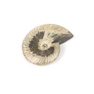  Ammonite Fossil Approx 10 cm, min.280gm