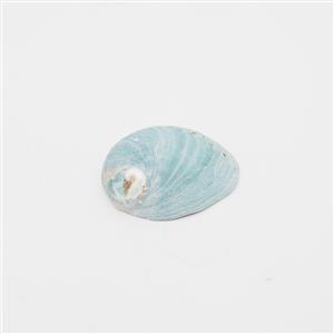 Abalone Shell Single Piece Approx 8-10cm