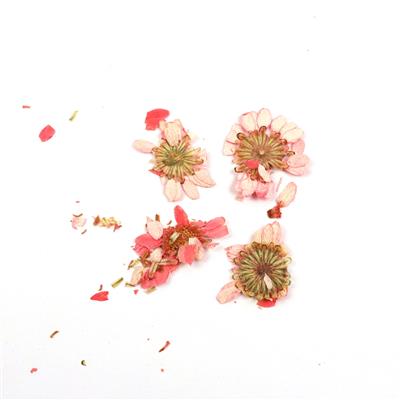 Pressed Pink Chrysanthemum Flowers, 20-30mm (4pcs)