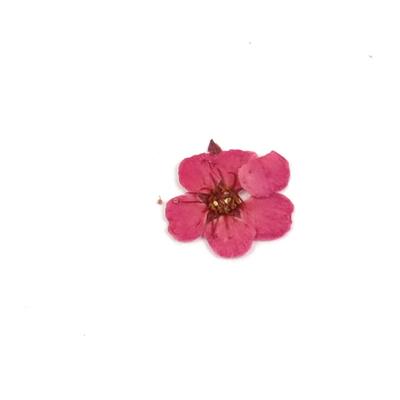 Pressed Light Pink Plum Blossom Flowers, 5-8mm (4pcs)