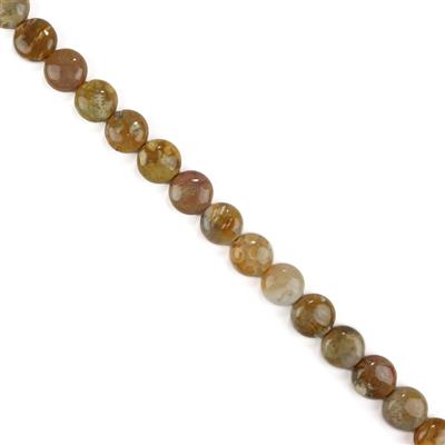 450cts Fossil Jasper Puffy Coins Approx 17 x 9.5mm, 38cm Strand