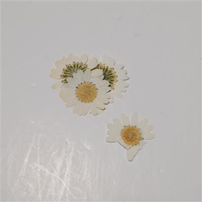 Pressed Ivory Chrysanthemum Flowers, 20-30mm (4pcs)