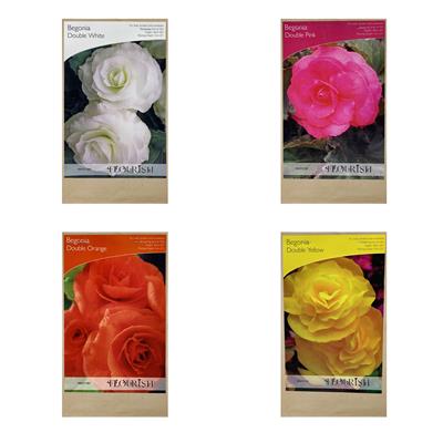 Begonia Double Twin Pack 5-6cm 4 Variations Available 