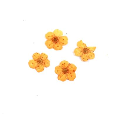Pressed Orange Plum Blossom Flowers, 5-8mm (4pcs)