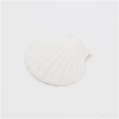 Drilled Shell Approx 9x10cm, 1pc
