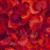 Dan Morris Serendipity Red Extra Wide Backing Fabric 0.5m