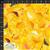 Flowers In The Wind Flowers & Nature Yellow Fabric 0.5m